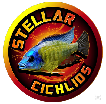 Stellar Cichlids