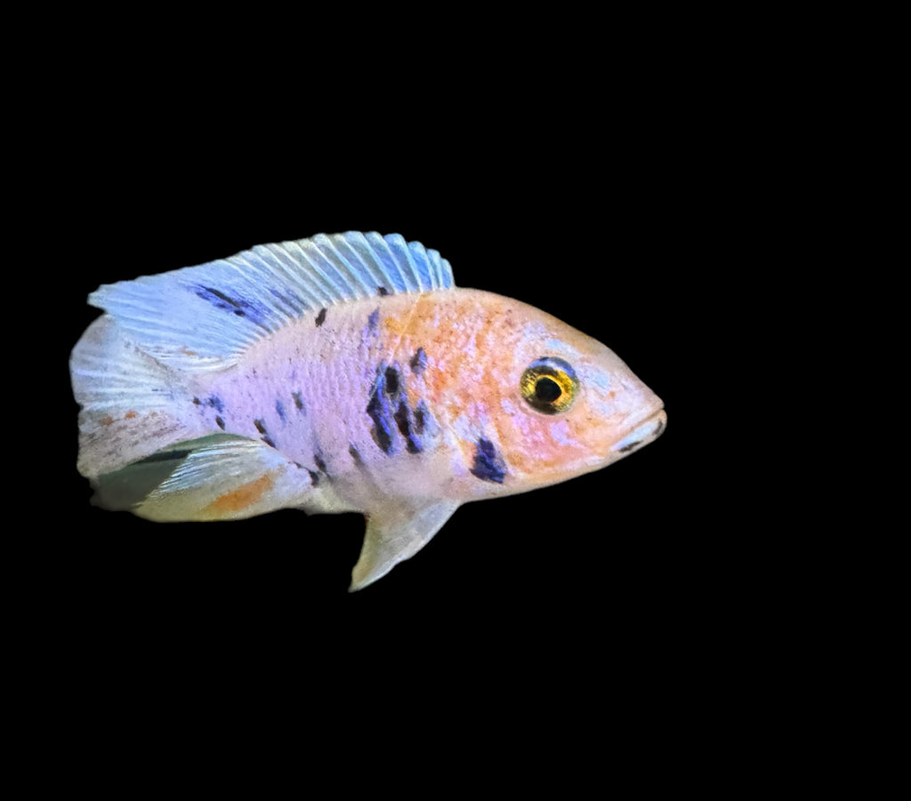 Platinum Orange/ Blue OB