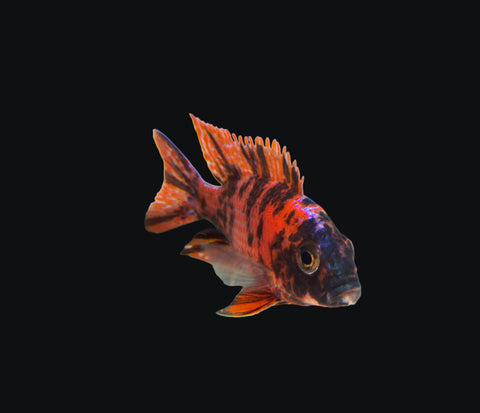 Red OB Cichlid